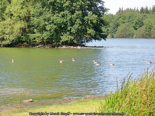 Enten auf dem Knüllteich
