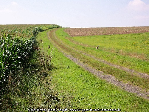 Feldweg mit Rehe