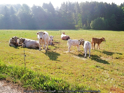 Kuhweide bei Schwarzenborn