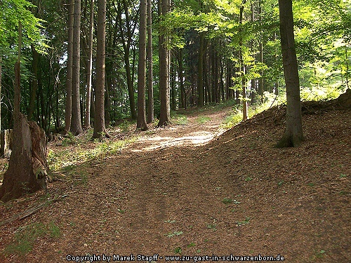Waldweg